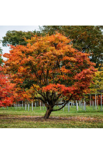 Parrotia persica сформована в один стовбур